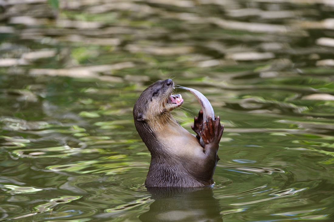 otter in the water 
