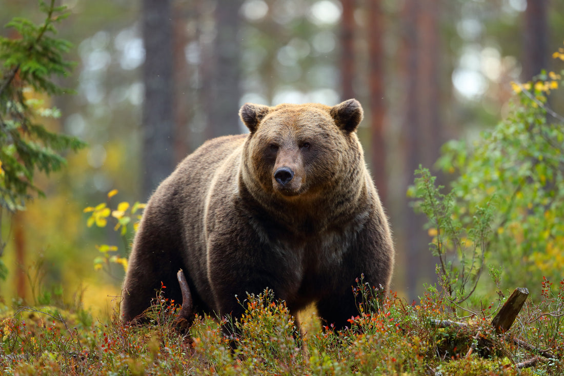 Brown bear standing in a lush forest, surrounded by green and orange foliage. The bear looks attentive and calm, with trees in the background.