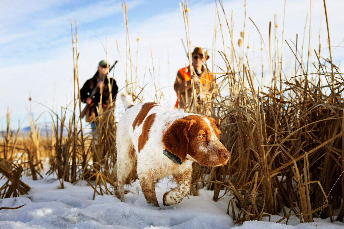 winter hunting dog