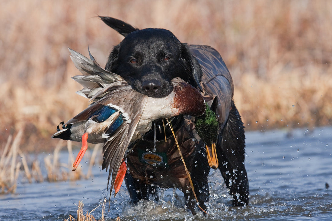 Chasing Feathers: The Thrill of Duck & Waterfowl Hunting